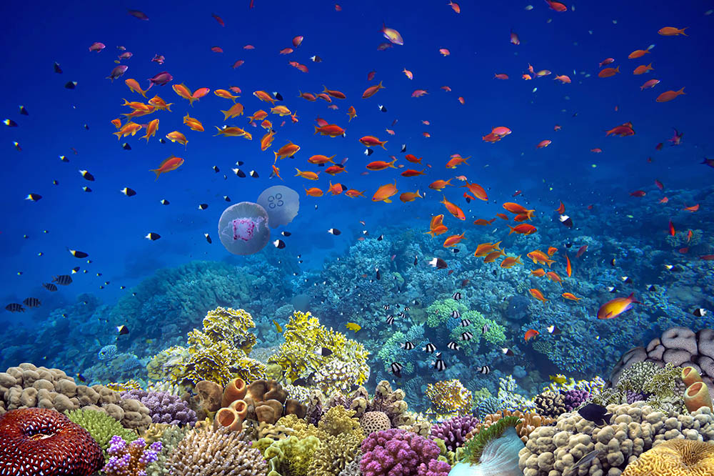 Colorful tropical reef fish over coral at Hanauma Bay